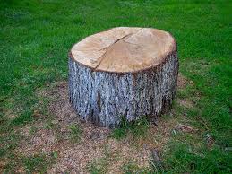 How Our Tree Care Process Works  in  Wilber, NE