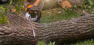Best Emergency Tree Removal  in Wilber, NE