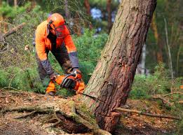 Best Pest Control for Lawns  in Wilber, NE