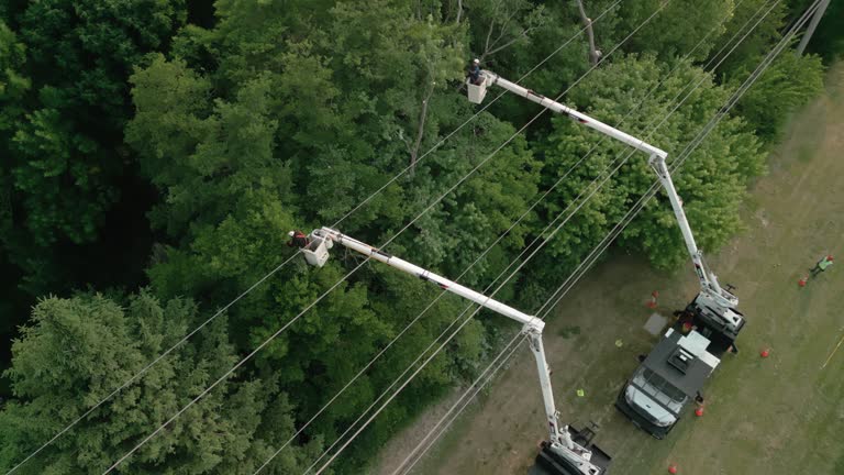 Best Tree Trimming and Pruning  in Wilber, NE