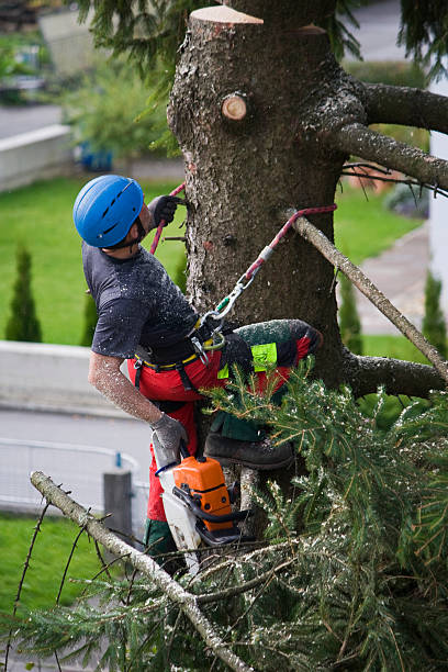 Reliable Wilber, NE Tree Services Solutions
