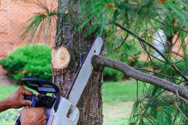 Best Arborist Consultation Services  in Wilber, NE